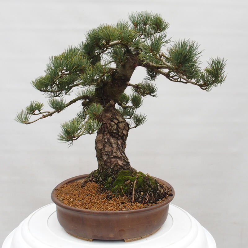 Bonsaï d'extérieur - Pinus parviflora - Pinus parviflora