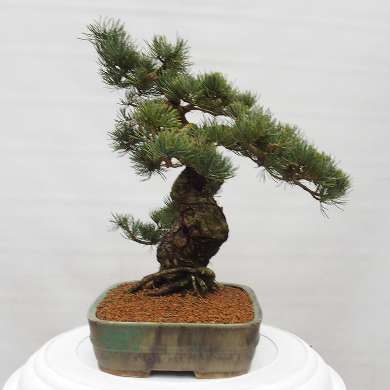Bonsaï d'extérieur - Pinus parviflora - Pinus parviflora