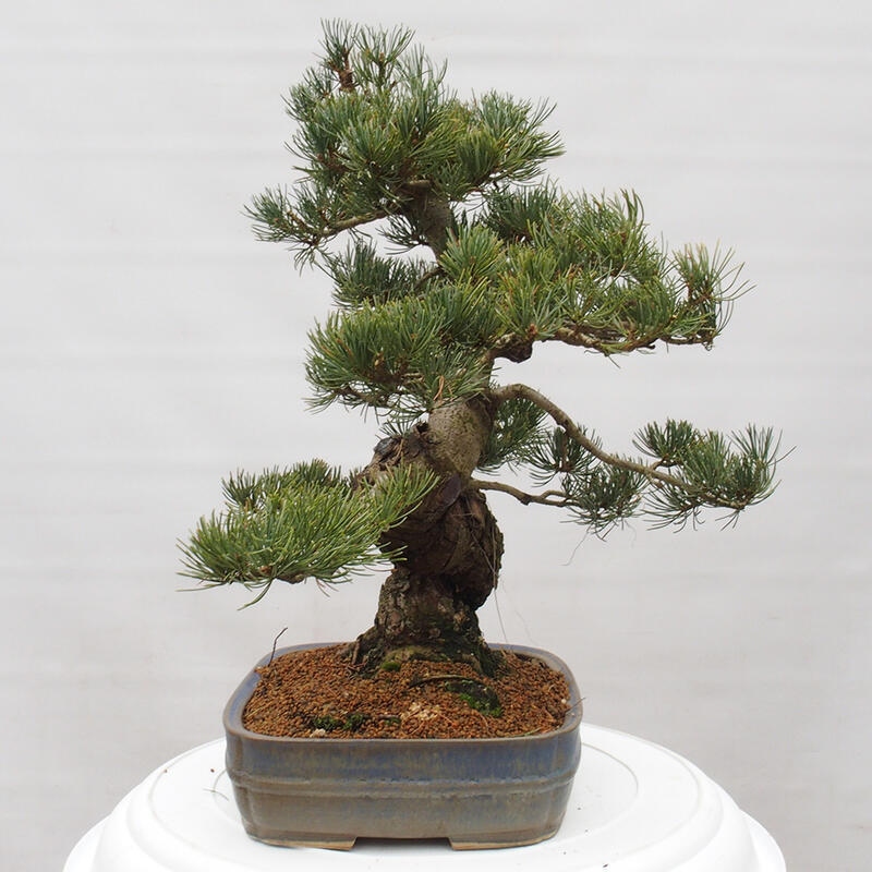 Bonsaï d'extérieur - Pinus parviflora - Pinus parviflora