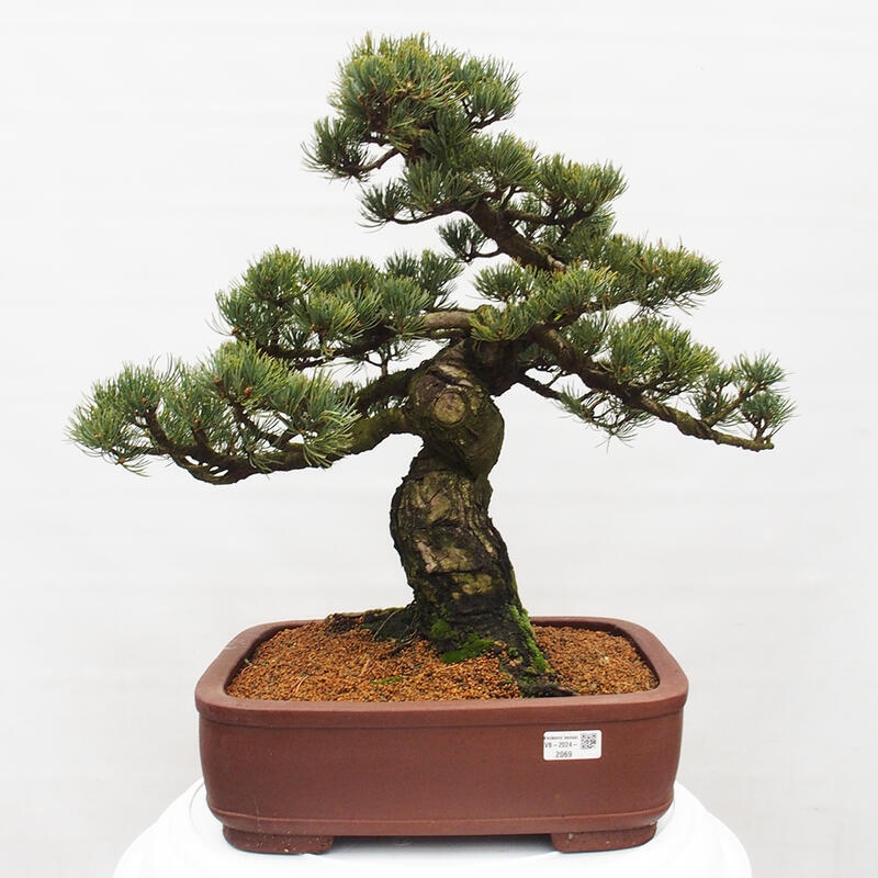 Bonsaï d'extérieur - Pinus parviflora - Pinus parviflora