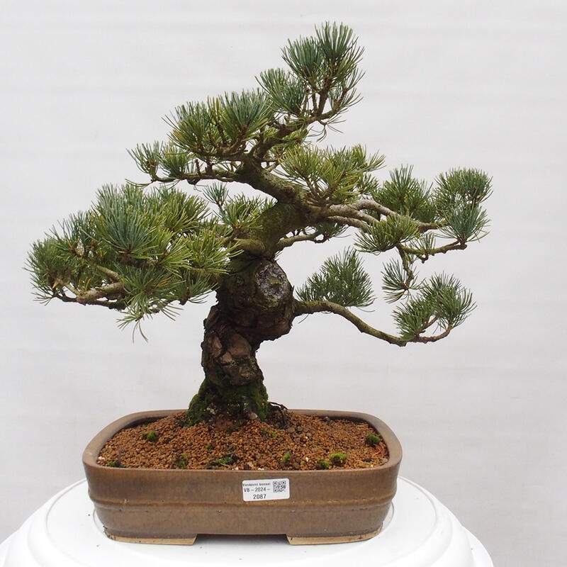Bonsaï d'extérieur - Pinus parviflora - Pinus parviflora