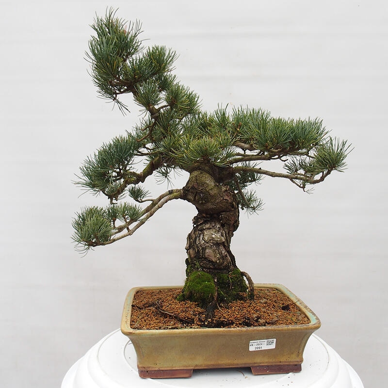 Bonsaï d'extérieur - Pinus parviflora - Pinus parviflora