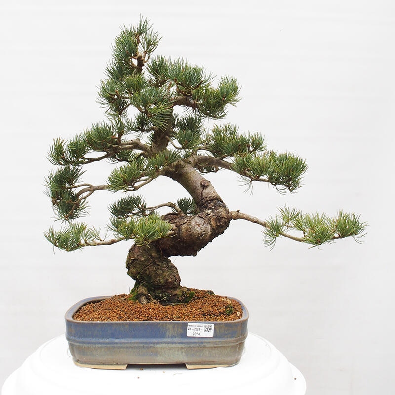 Bonsaï d'extérieur - Pinus parviflora - Pinus parviflora