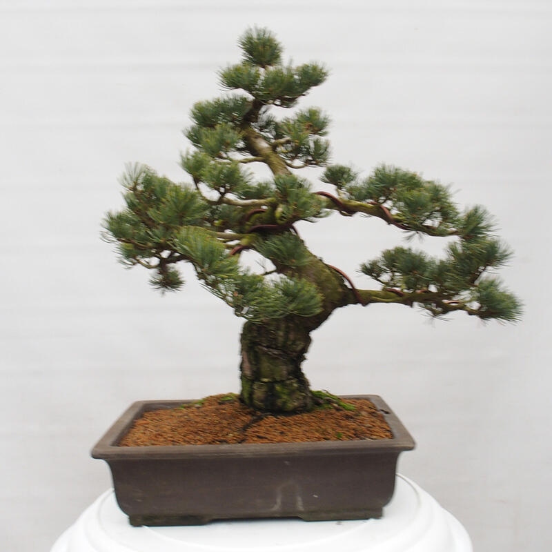 Bonsaï d'extérieur - Pinus parviflora - Pinus parviflora