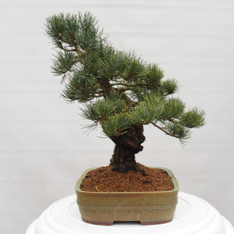 Bonsaï d'extérieur - Pinus parviflora - Pinus parviflora