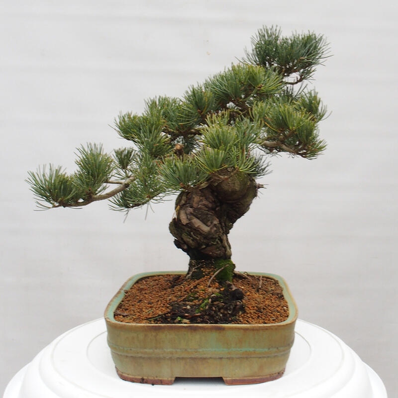 Bonsaï d'extérieur - Pinus parviflora - Pinus parviflora