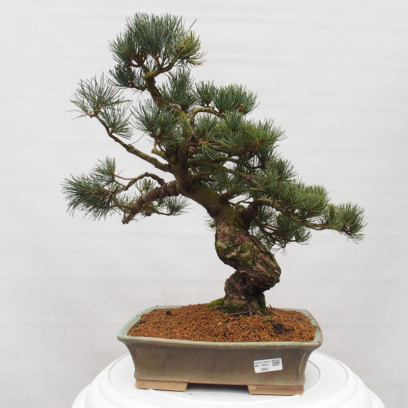 Bonsaï d'extérieur - Pinus parviflora - Pinus parviflora