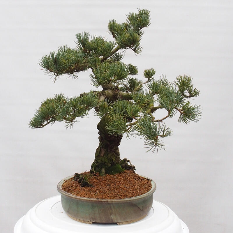 Bonsaï d'extérieur - Pinus parviflora - Pinus parviflora