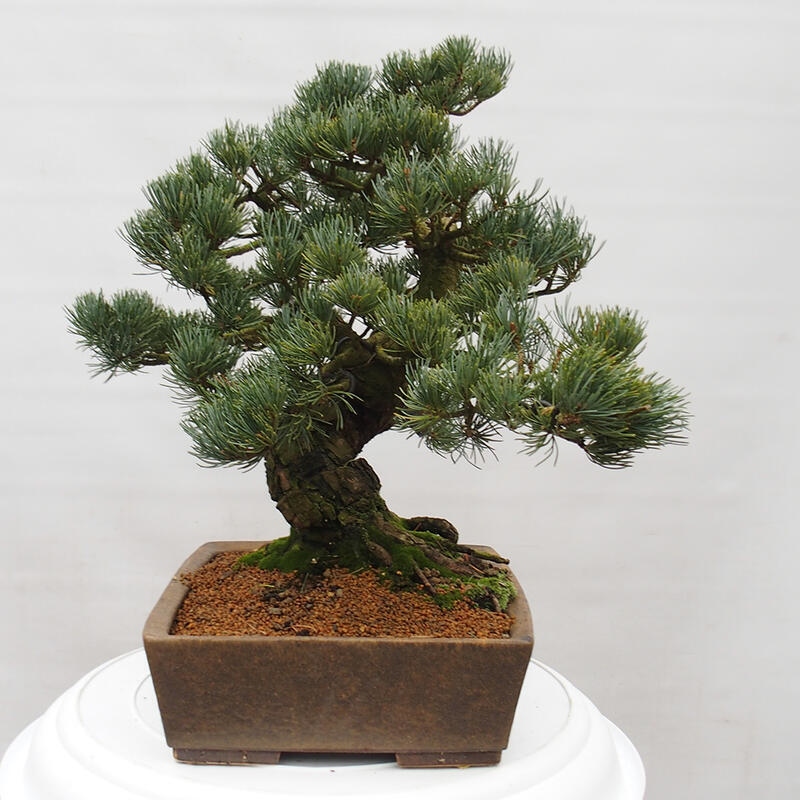 Bonsaï d'extérieur - Pinus parviflora - Pinus parviflora