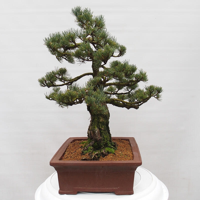 Bonsaï d'extérieur - Pinus parviflora - Pinus parviflora