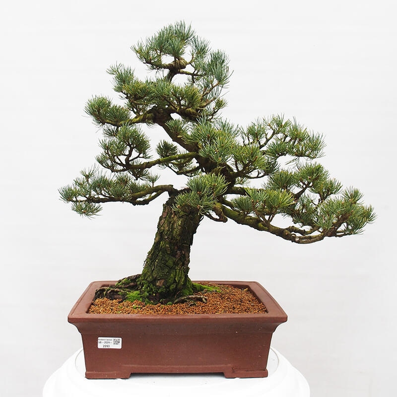 Bonsaï d'extérieur - Pinus parviflora - Pinus parviflora