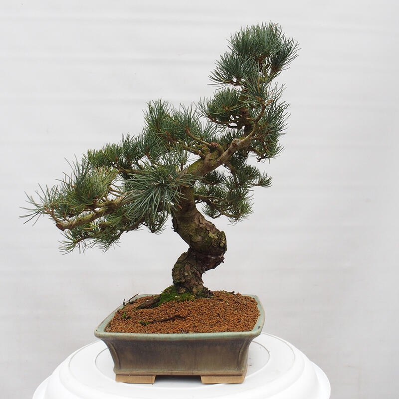 Bonsaï d'extérieur - Pinus parviflora - Pinus parviflora
