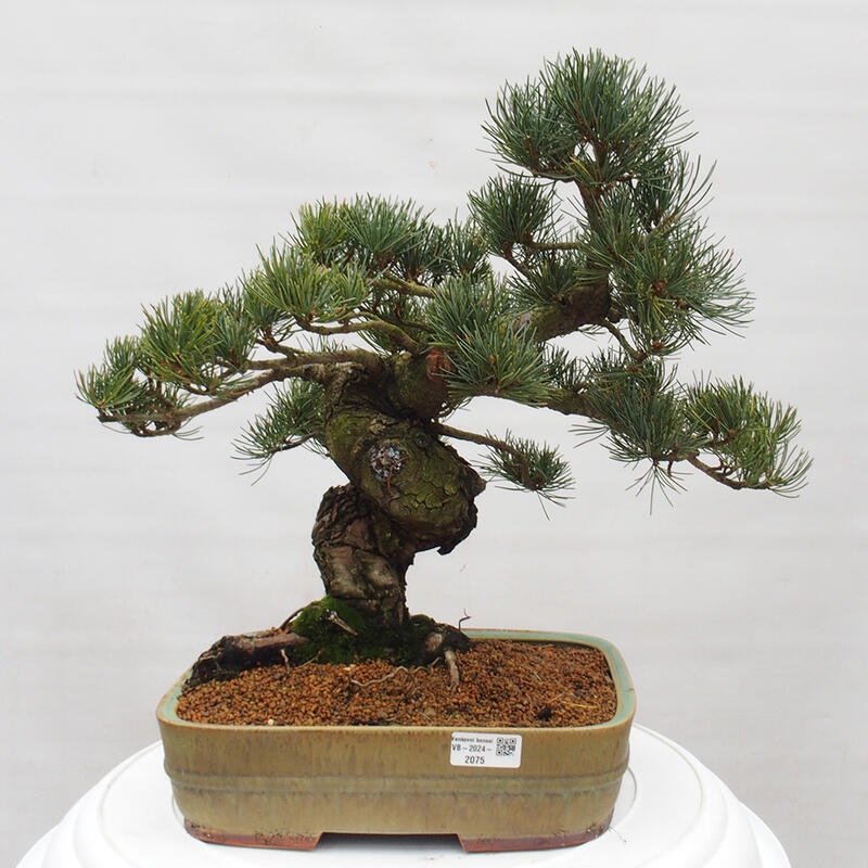 Bonsaï d'extérieur - Pinus parviflora - Pinus parviflora