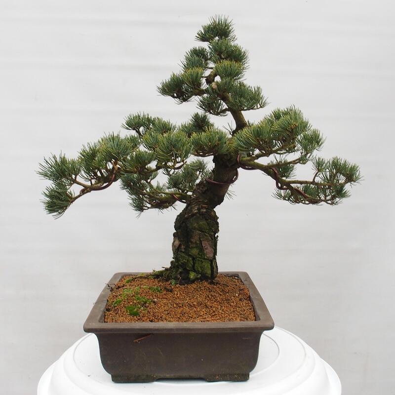 Bonsaï d'extérieur - Pinus parviflora - Pinus parviflora