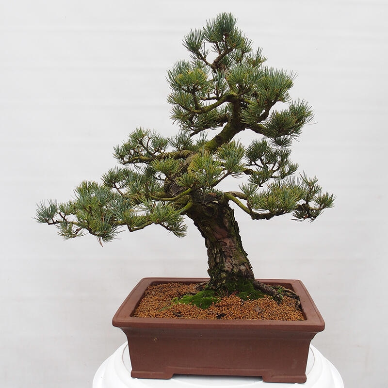 Bonsaï d'extérieur - Pinus parviflora - Pinus parviflora
