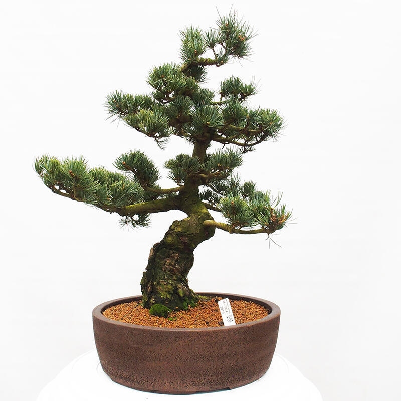 Bonsaï d'extérieur - Pinus parviflora - Pinus parviflora