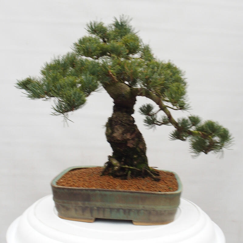 Bonsaï d'extérieur - Pinus parviflora - Pinus parviflora