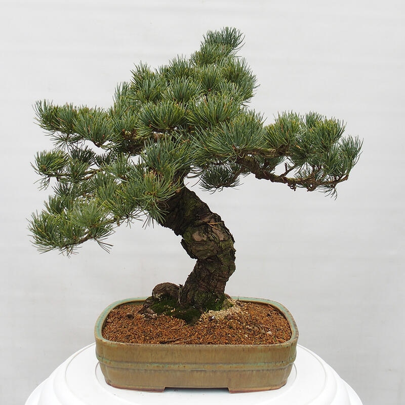 Bonsaï d'extérieur - Pinus parviflora - Pinus parviflora