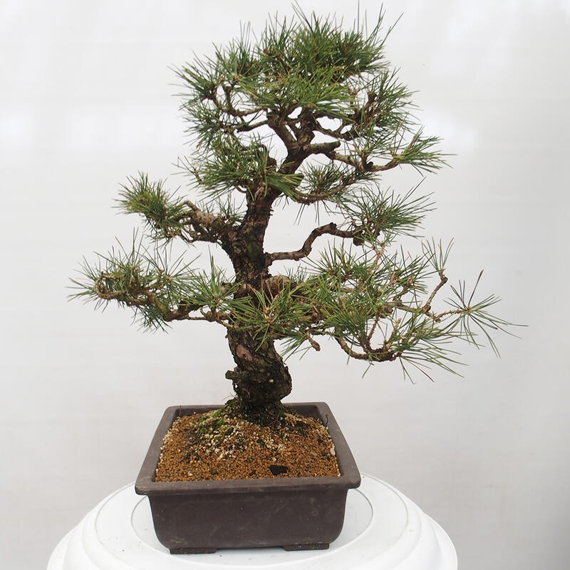 Bonsaï d'extérieur - Pinus thunbergii - Pin de Thunberg