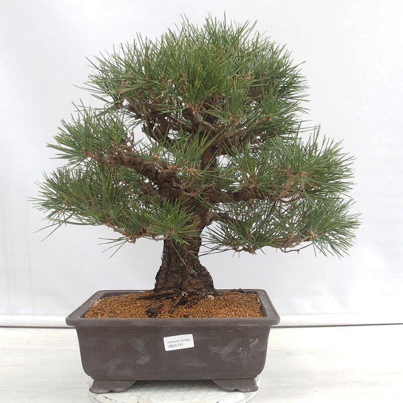 Bonsaï d'extérieur - Pinus thunbergii - Pin de Thunberg
