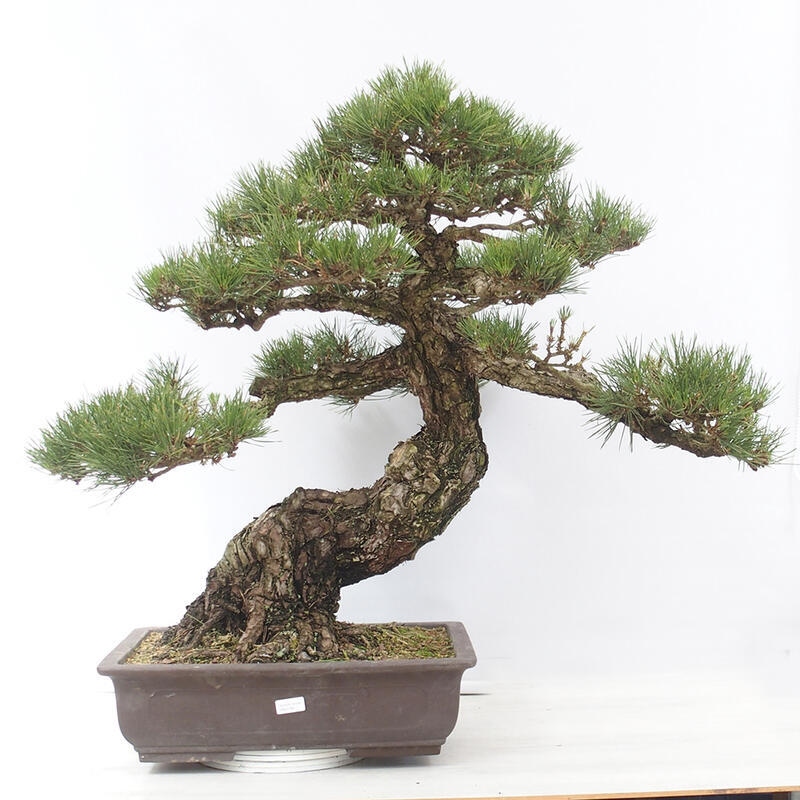 Bonsaï d'extérieur - Pinus thunbergii - Pin de Thunberg
