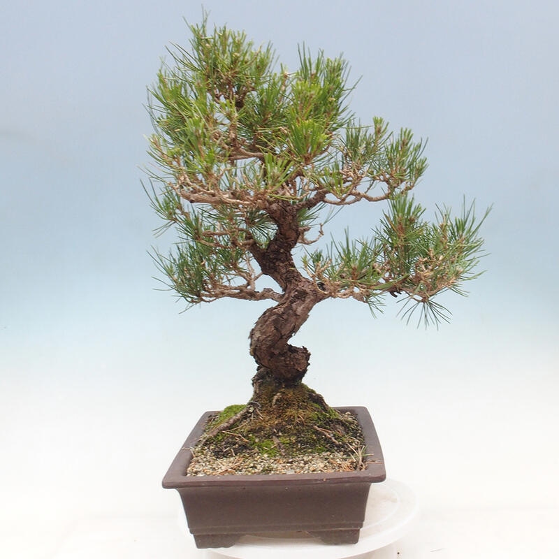 Bonsaï d'extérieur - Pinus thunbergii - Pin de Thunberg