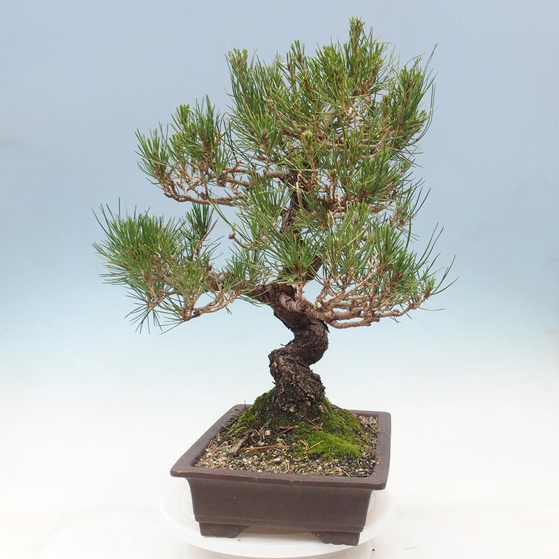 Bonsaï d'extérieur - Pinus thunbergii - Pin de Thunberg