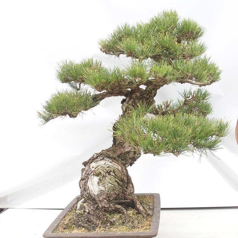 Bonsaï d'extérieur - Pinus thunbergii - Pin de Thunberg