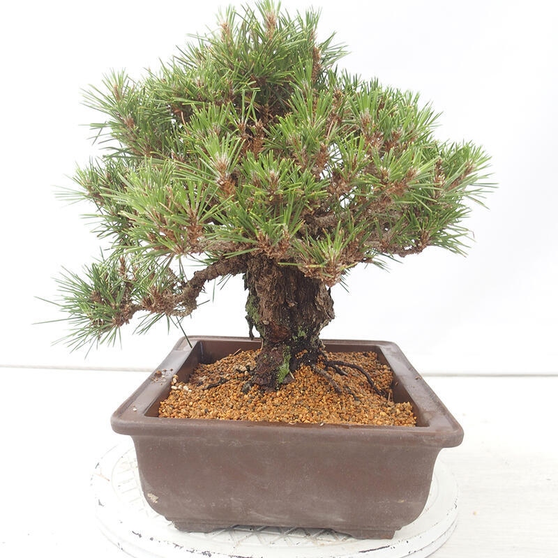 Bonsaï d'extérieur - Pinus thunbergii - Pin de Thunberg