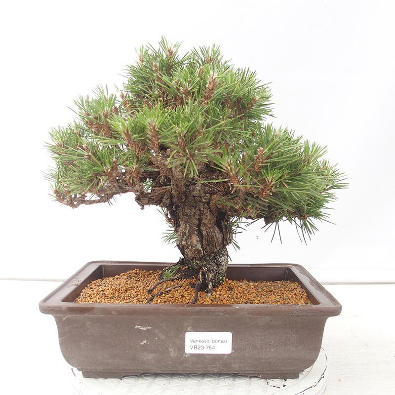 Bonsaï d'extérieur - Pinus thunbergii - Pin de Thunberg