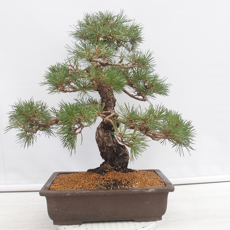Bonsaï d'extérieur - Pinus thunbergii - Pin de Thunberg