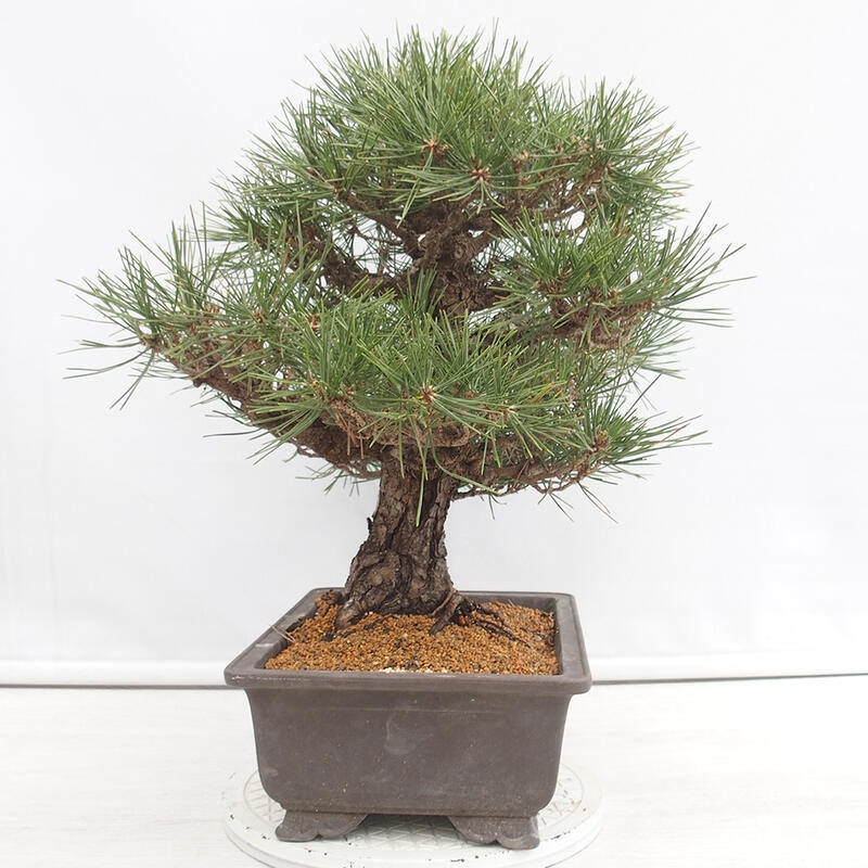 Bonsaï d'extérieur - Pinus thunbergii - Pin de Thunberg