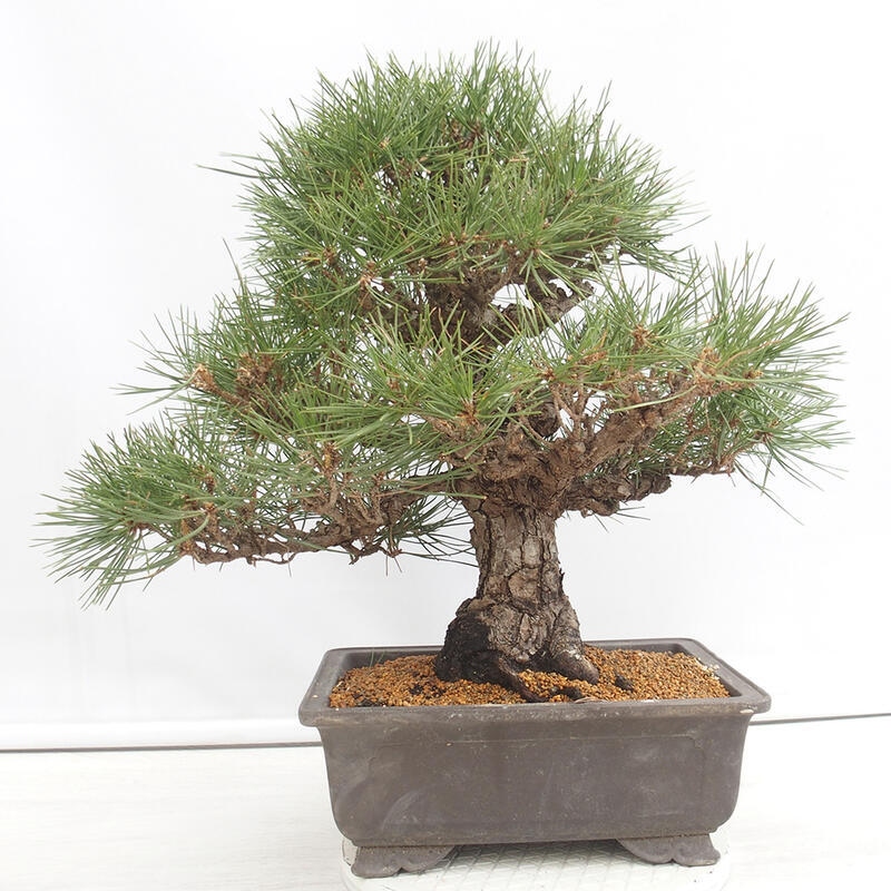 Bonsaï d'extérieur - Pinus thunbergii - Pin de Thunberg