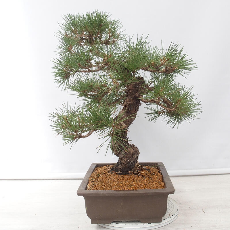 Bonsaï d'extérieur - Pinus thunbergii - Pin de Thunberg