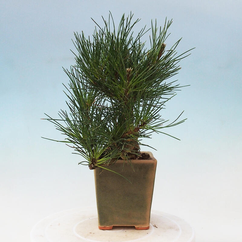 Bonsaï d'extérieur - Pinus thunbergii - Pin de Thunberg