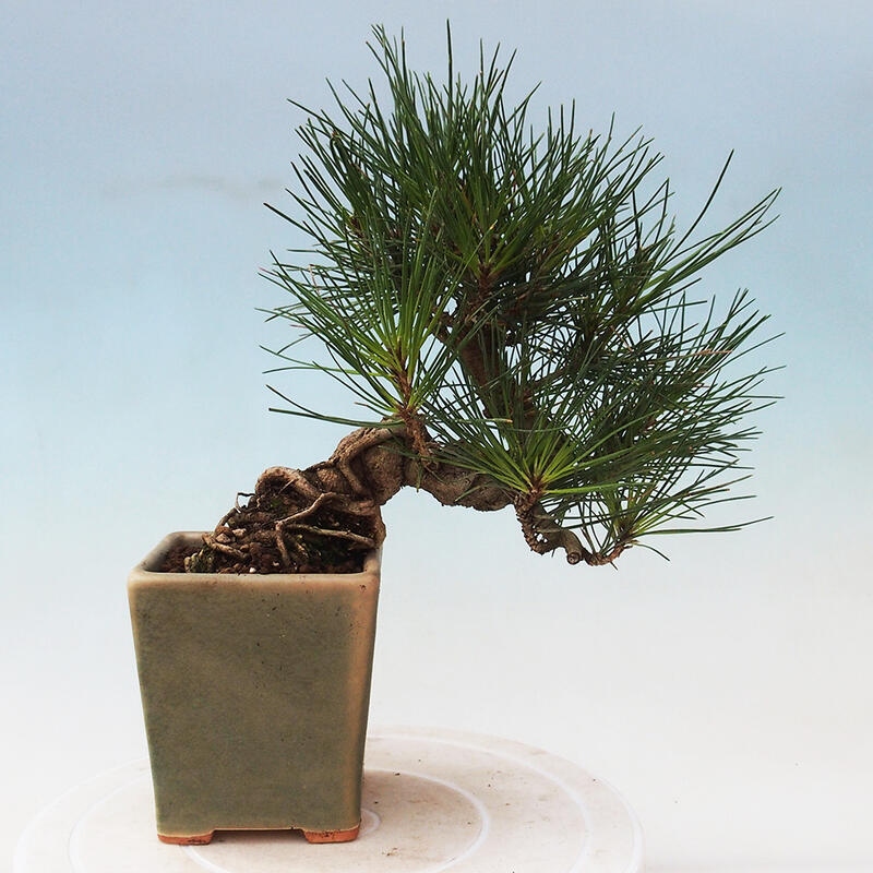 Bonsaï d'extérieur - Pinus thunbergii - Pin de Thunberg