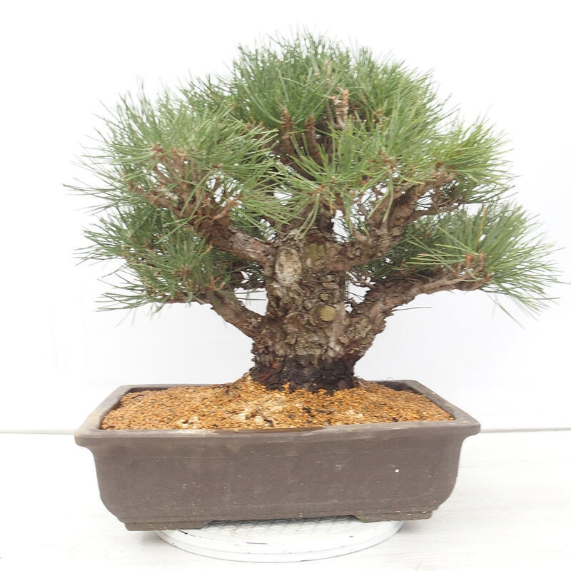 Bonsaï d'extérieur - Pinus thunbergii - Pin de Thunberg