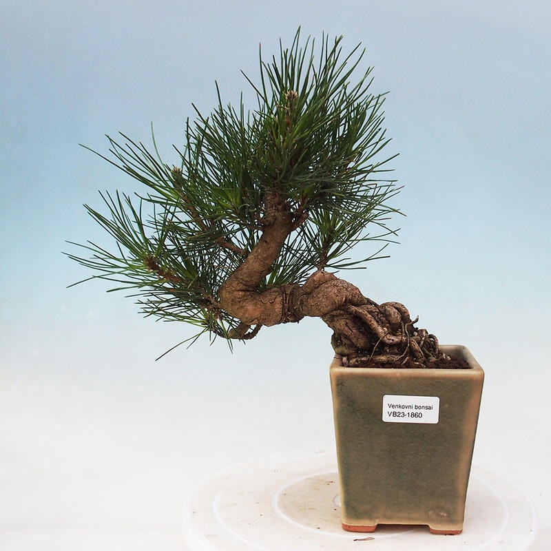 Bonsaï d'extérieur - Pinus thunbergii - Pin de Thunberg
