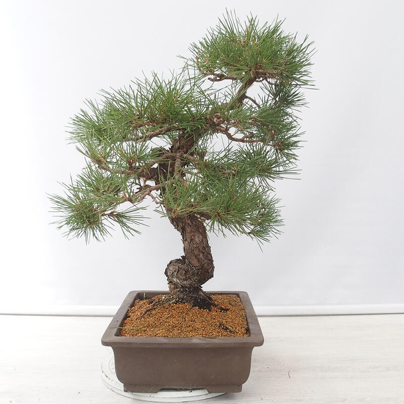 Bonsaï d'extérieur - Pinus thunbergii - Pin de Thunberg