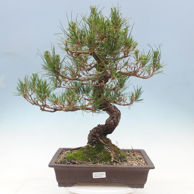 Bonsaï d'extérieur - Pinus thunbergii - Pin de Thunberg