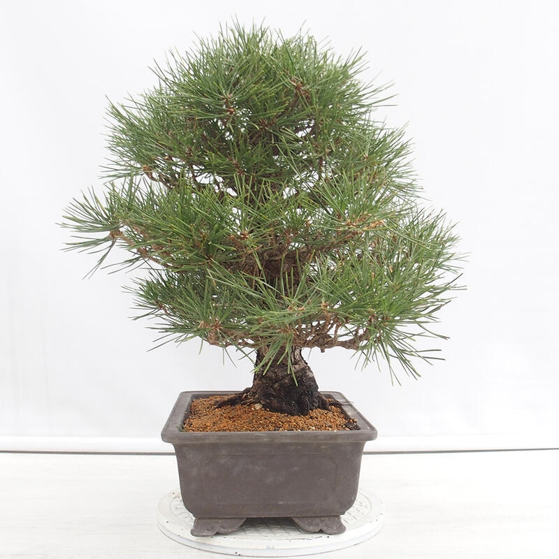 Bonsaï d'extérieur - Pinus thunbergii - Pin de Thunberg