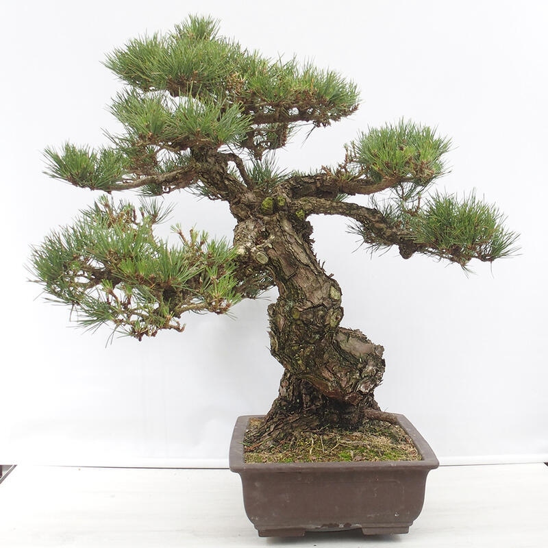 Bonsaï d'extérieur - Pinus thunbergii - Pin de Thunberg