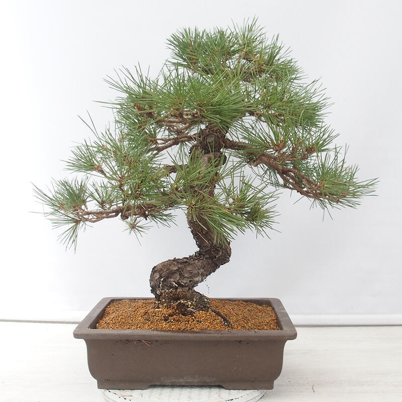 Bonsaï d'extérieur - Pinus thunbergii - Pin de Thunberg