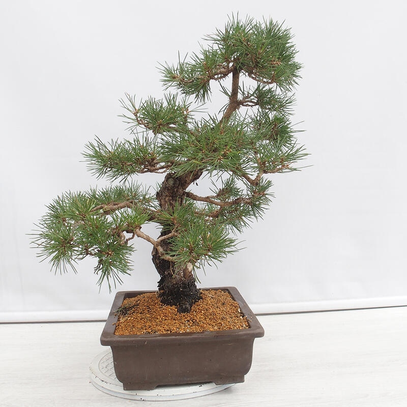 Bonsaï d'extérieur - Pinus thunbergii - Pin de Thunberg