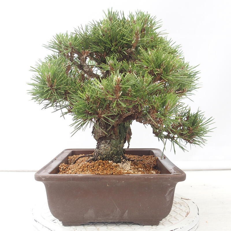 Bonsaï d'extérieur - Pinus thunbergii - Pin de Thunberg