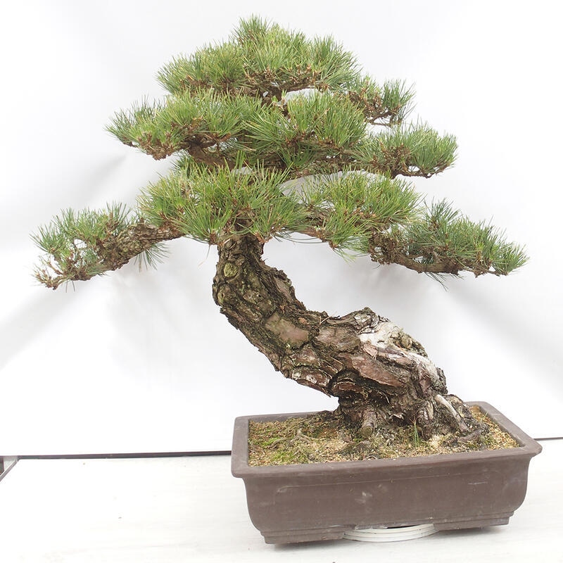Bonsaï d'extérieur - Pinus thunbergii - Pin de Thunberg