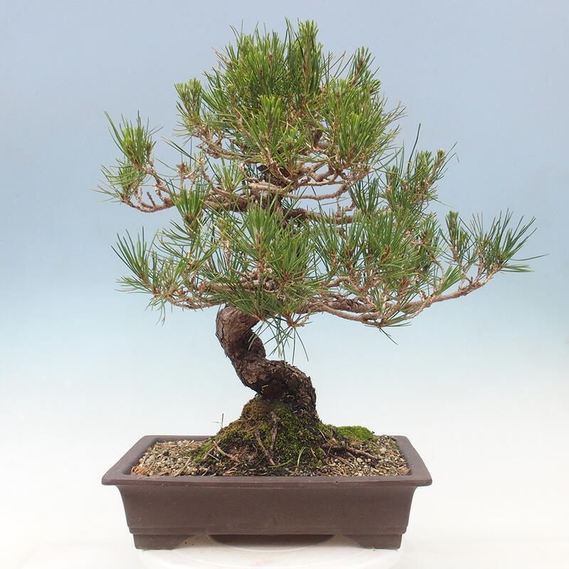 Bonsaï d'extérieur - Pinus thunbergii - Pin de Thunberg