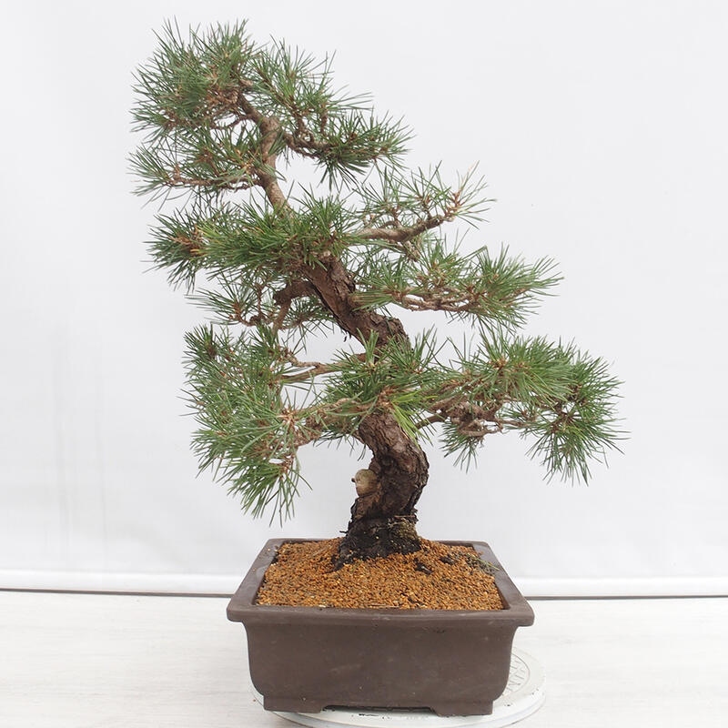 Bonsaï d'extérieur - Pinus thunbergii - Pin de Thunberg