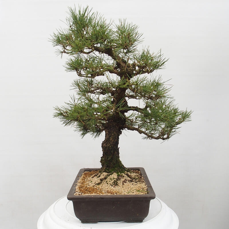 Bonsaï d'extérieur - Pinus thunbergii - Pin de Thunberg