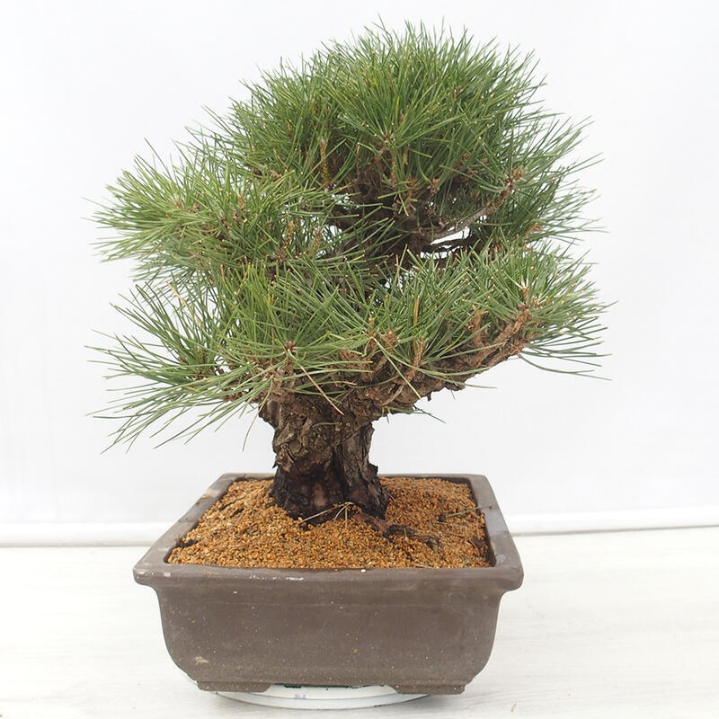 Bonsaï d'extérieur - Pinus thunbergii - Pin de Thunberg